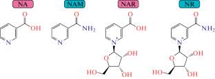 Metabolism and Receptor Mechanisms of Niacin Action