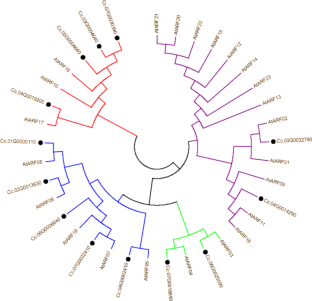 Identification and Expression Profiles of Auxin-Related Gene Families Involved in Fiber Development in Jute (Corchorus capsularis)