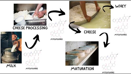 Distribution of mycotoxins during manufacture and storage of cheeses – A review