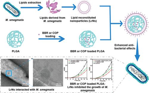 Lipids Extracted from Mycobacterial Membrane and Enveloped PLGA Nanoparticles for Encapsulating Antibacterial Drugs Elicit Synergistic Antimicrobial Response against Mycobacteria