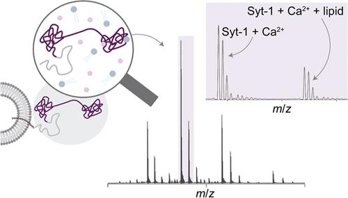 Phospholipids Differentially Regulate Ca2+ Binding to Synaptotagmin-1