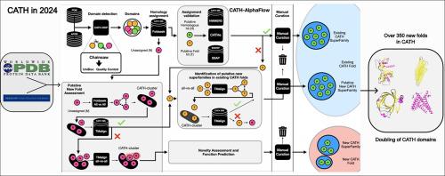 CATH 2024: CATH-AlphaFlow Doubles the Number of Structures in CATH and Reveals Nearly 200 New Folds