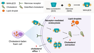 Intracellular cholesterol efflux effects of mannose-beta cyclodextrin conjugates on cholesterol-laden foam cells