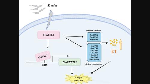 The EIN3 transcription factor GmEIL1 improves soybean resistance to Phytophthora sojae