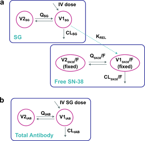 Population Pharmacokinetics of Sacituzumab Govitecan in Patients with Metastatic Triple-Negative Breast Cancer and Other Solid Tumors