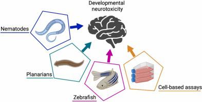 How neurobehavior and brain development in alternative whole-organism models can contribute to prediction of developmental neurotoxicity