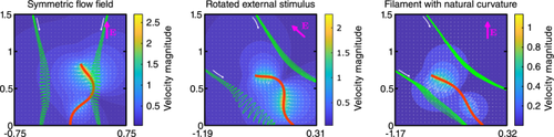 Breaking the left-right symmetry in fluttering artificial cilia that perform nonreciprocal oscillations