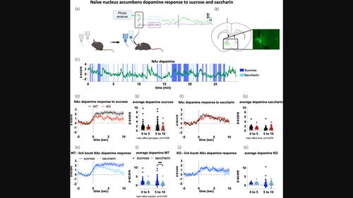 Metabolic sensing in AgRP regulates sucrose preference and dopamine release in the nucleus accumbens