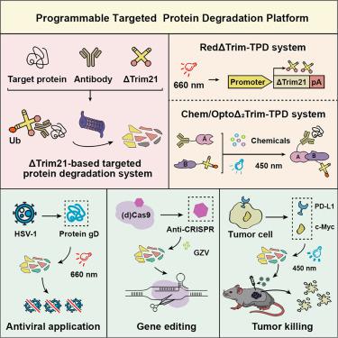 A programmable targeted protein-degradation platform for versatile applications in mammalian cells and mice.