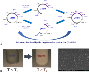 Memristor device based on bioengineered elastin-like polypeptide and its bionanohybrid