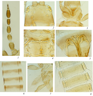 New Data on the Thrips (Thysanoptera) Fauna of Yakutia