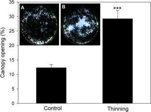 Brazil nut tree increases photosynthetic activity and stem diameter growth after thinning