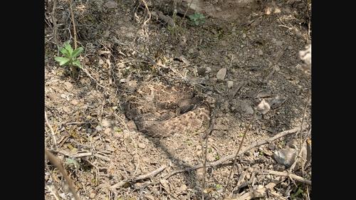 You can't see me: Background matching is independent of body temperature in the Western diamond-backed rattlesnake