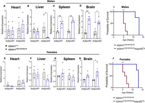 Adiponectin overexpression improves metabolic abnormalities caused by acid ceramidase deficiency but does not prolong lifespan in a mouse model of Farber Disease