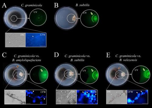 Metabolic re-programming in confrontations of Colletotrichum graminicola and Aspergillus nidulans with Bacillus biocontrol agents