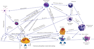 Review of Local Cellular and Molecular Processes of Bone Tissue Regeneration Induced by Calcium Phosphate Materials