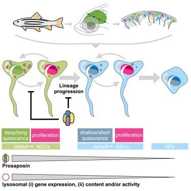 Prosaposin maintains adult neural stem cells in a state associated with deep quiescence.