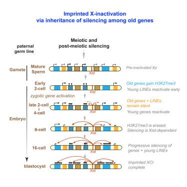 Imprinted X chromosome inactivation at the gamete-to-embryo transition.