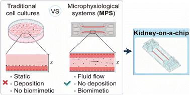 A microphysiological system for handling graphene related materials under flow conditions†