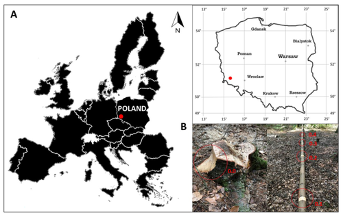 Vertical variation in swelling properties of Norway spruce bark depending on tree age and bark moisture content