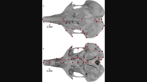 Cranial variation in species and subspecies of kangaroo rats (Dipodomys, Dipodomyinae, Rodentia) according to geometric morphometrics