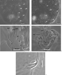 New Data on the Fauna of Spider Mites (Acari, Tetranychidae) from Kazakhstan