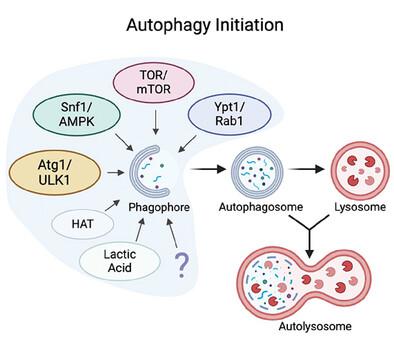 The molecular mechanisms regulating the assembly of the autophagy initiation complex