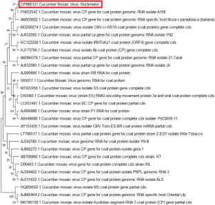 Control of cucumber mosaic virus in rockmelon using dsRNA-mediated silencing of coat protein and movement protein genes with no deleterious effect on plant phenotype