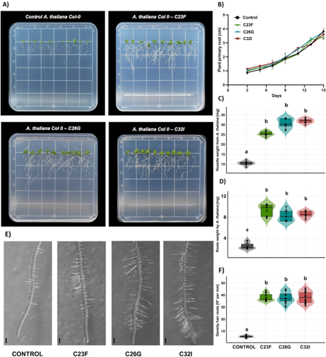 Bacteria from the skin of amphibians promote growth of Arabidopsis thaliana and Solanum lycopersicum by modifying hormone-related transcriptome response