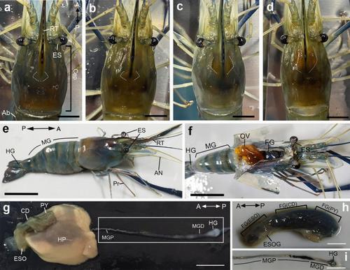 Differential expression of neuropeptide F in the digestive organs of female freshwater prawn, Macrobrachium rosenbergii, during the ovarian cycle