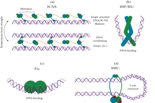 Organization and Role of Bacterial SMC, MukBEF, MksBEF, Wadjet, and RecN Complexes