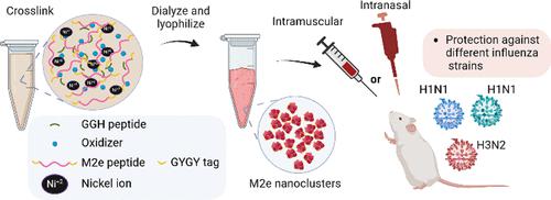 Generation of Broad Protection against Influenza with Di-Tyrosine-Cross-Linked M2e Nanoclusters