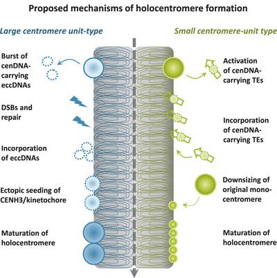 Centromere diversity: How different repeat-based holocentromeres may have evolved