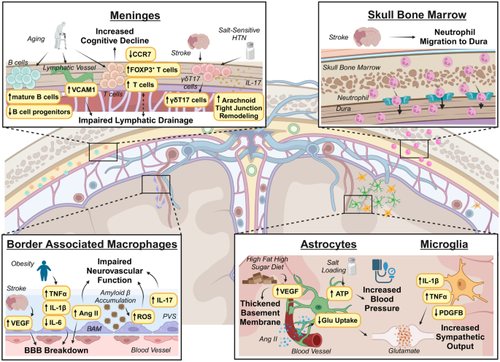 Neuroimmunology of Cardiovascular Disease