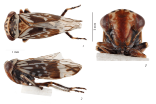 The First Record of the Genus Balcanocerus Maldonado-Capriles, 1971 (Hemiptera, Auchenorrhyncha: Cicadellidae: Eurymelinae) from Transcaucasia