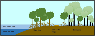 Eutrophication Saturates Surface Elevation Change Potential in Tidal Mangrove Forests