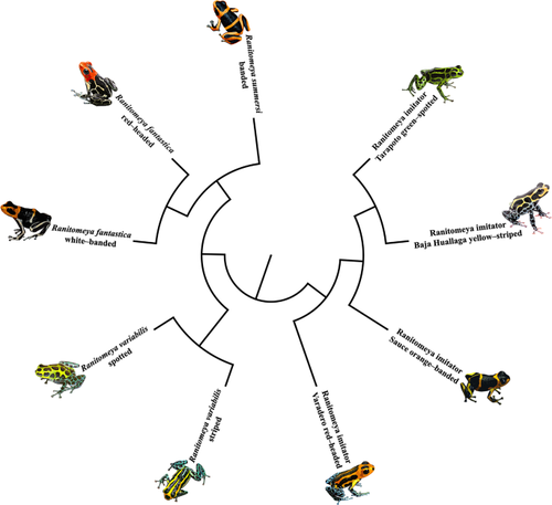 Under pressure: evidence for selection on color-related genes in poison frogs of the genus Ranitomeya