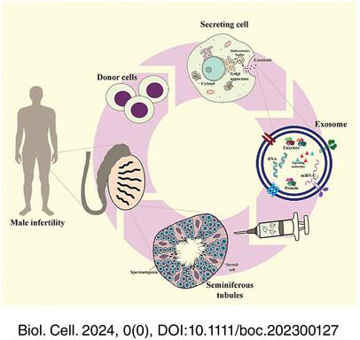 Therapeutic potential of exosomes in spermatogenesis regulation and male infertility