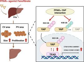 Fenofibrate-promoted hepatomegaly and liver regeneration are PPARα-dependent and partially related to the YAP pathway