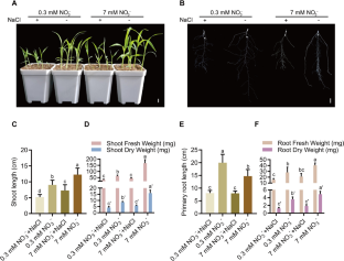 Reactive oxygen species (ROS) modulate nitrogen signaling using temporal transcriptome analysis in foxtail millet