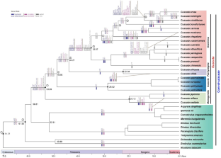 Variations and reduction of plastome are associated with the evolution of parasitism in Convolvulaceae