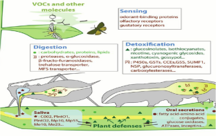 Enzyme-mediated adaptation of herbivorous insects to host phytochemicals