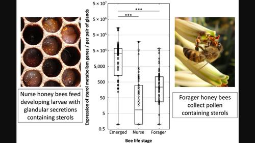 Expression of honey bee (Apis mellifera) sterol homeostasis genes in food jelly producing glands of workers