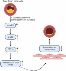 Mitochondria-targeted esculetin and metformin delay endothelial senescence by promoting fatty acid β-oxidation: Relevance in age-associated atherosclerosis