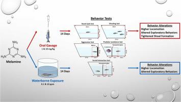 Evaluation of sub-chronic toxicity of melamine via systematic or oral delivery in adult zebrafish based on behavioral endpoints