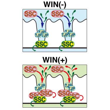 Restoration of fertility in nonablated recipient mice after spermatogonial stem cell transplantation.