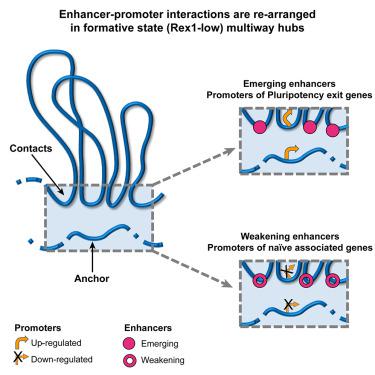 Enhancer-promoter interactions are reconfigured through the formation of long-range multiway hubs as mouse ES cells exit pluripotency.