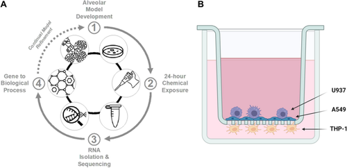 The transcriptomic signature of respiratory sensitizers using an alveolar model