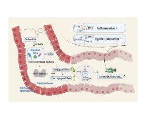 Sedanolide alleviates DSS-induced colitis by modulating the intestinal FXR-SMPD3 pathway in mice