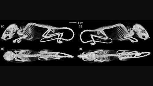 Comparative skeletal anatomy of salt marsh and western harvest mice in relation to locomotor ecology